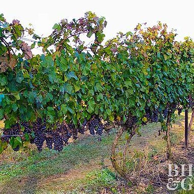 Growing Grapes Grape Salad Recipes, How To Grow Grapes, Backyard Vineyard, Grape Vine Trellis, Grow Grapes, Grape Salad Recipe, Design Garden Ideas, Grape Vineyard, Grape Trellis