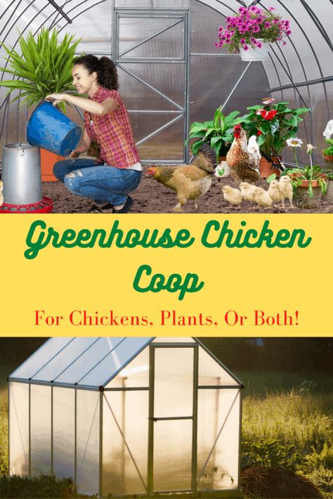 Greenhouse Chicken Coop – A Dual Purpose Option - Free Chicken Coop Plans Poultry Breeding Pens, Greenhouse Chicken Coop, Chicken Coop Winter, Free Chicken Coop Plans, Free Chicken Coop, Urban Chicken Coop, Vegetable Greenhouse, Backyard Plans, Chicken Coop Pallets