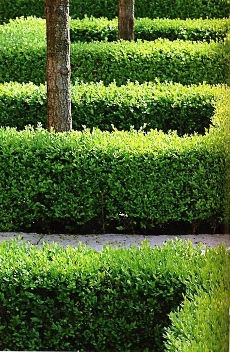 Boxwood Garden, Green Gardens, Garden Hedges, Green Fence, Planting Design, Formal Garden, Modern Garden Design, Formal Gardens, Going Green