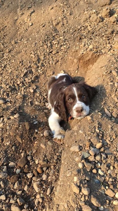 Springer Spaniel Puppy Spaniel Springer, Springer Puppies, Springer Spaniel Puppies, Spaniel Puppies, English Springer, English Springer Spaniel, Best Dog Breeds, Pinturas Disney, Spaniel Dog