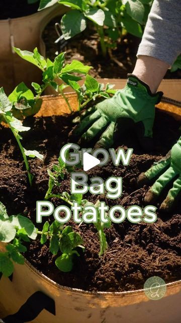 Grow potatoes in Grow Bags 🥔 Comment LINKS for my Potato growing resources and link to the grow bags I use. ⁣
⁣
Here’s how to do... | Instagram Potatoes In Grow Bags, Planting Seed Potatoes, Potato Growing, Grow Potatoes In Container, Harvesting Potatoes, Container Potatoes, Seed Potatoes, Acidic Soil, Grow Potatoes