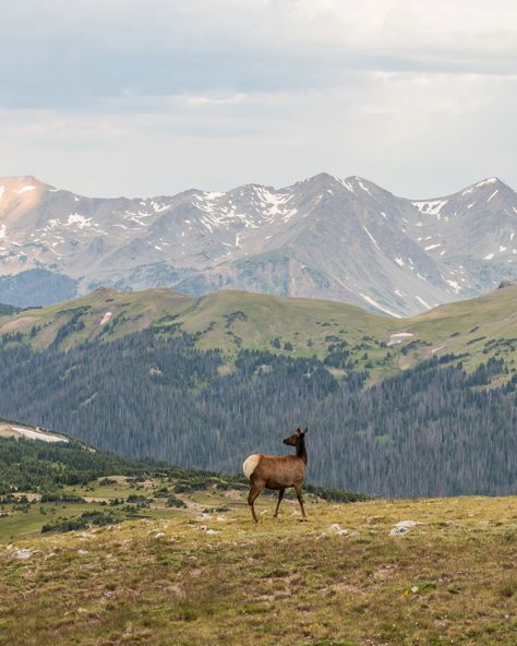 Views of Rocky Mountain National Park wildlife🦌🦃🫎 Fun fact about me: Me + my husband have a goal of visiting all the US National Parks! We just hit 10 this summer + I love photographing landscapes/wildlife while we are there! 🫶🏼Comment "PHOTOS" and I will send you my NEW pricing guide for 2024 + 2025! 🤎Follow @marissawhitephotography for more tips, photos, and deals to come on all things couples, elopements, + lifestyle photography!! ° ° ° ° SEO / couples, boho, western, elopements, Ventu... Us National Parks Photography, Rocky Mountains National Park, Fact About Me, Colorado Trip, National Parks Photography, Pricing Guide, Colorado Travel, 2025 Vision, Me Me