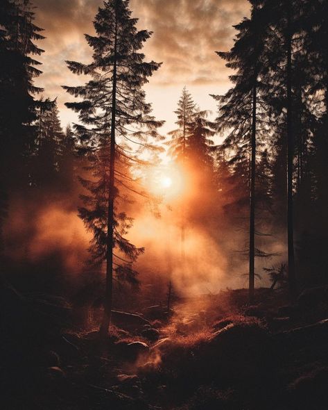 Golden Nature Aesthetic, Moody Nature Aesthetic, Golden Hour Forest, Woodland Aesthetic, Forest At Sunset, Dramatic Landscape, Moody Nature, Moody Landscape, Wild Photography