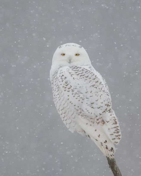 James David Raj photographed a Snowy Owl in Ontario, Canada. Snowy Owls are also known as Polar Owls and are characterised by their white and brown barred appearance. Male owls tend to have lesser brown streaks when compared to females. Snowy Owls prefer Arctic tundras as habitats and are seen in open grasslands. Wings Character, Arctic Owl, Snow Owls, Brown Streaks, The Good And The Beautiful, Snowy Owls, Awesome Owls, Arctic Tundra, Snow Owl