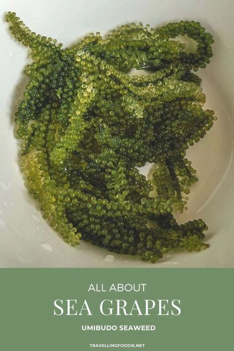 All About Sea Grapes (Umibudo): A guide to this edible seaweed, commonly called green caviar. Learn what are sea grapes, where they're from, they're health benefits, where to buy and different ways to eat it. Check out this guide to the superfood Sea Grapes on Travelling Foodie. #travellingfoodie #food #foodie Seaweed Snacks Recipes, Grape Wallpaper, Sea Grapes, Edible Seaweed, Dream Birthday, 2023 Recipes, Sea Scape, Hawthorn Berry, Grape Recipes