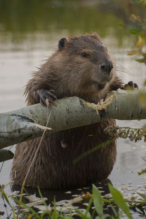 GHK Animals North American Beaver Grand Teton National Park