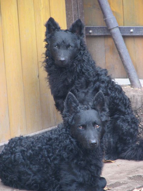 mudi | by horetz Mudi Dog, Rare Dog Breeds, Black Dogs, Dream Farm, Rare Dogs, Adorable Dogs, Rare Animals, Pretty Animals, Amazing Animals