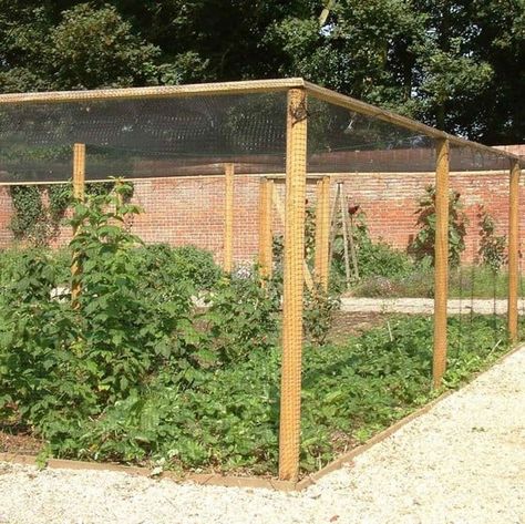 Enclosed Garden Structures, Fruit Cages, Fruit Cage, Orchard Design, Berry Garden, Growing Gardens, Garden Veggies, Veg Garden, Classic Kitchen