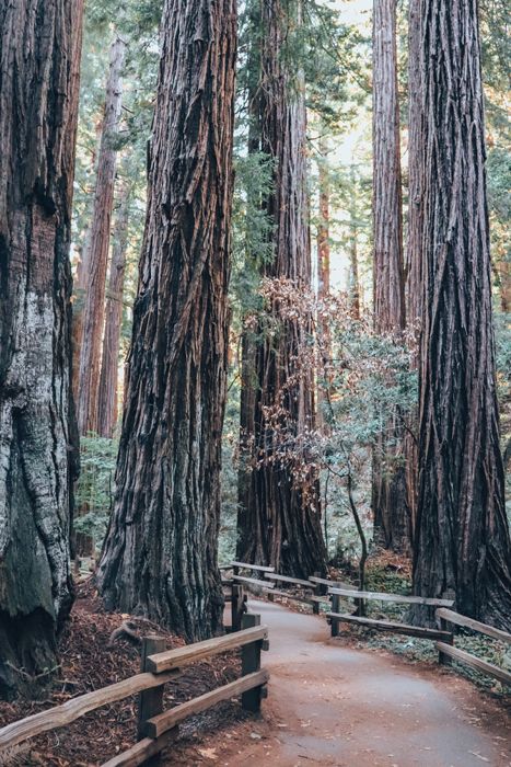 Visiting Muir Woods National Monument - Live Love Local Muir Woods Wedding, John Muir Woods, Muir Woods National Monument, Muir Woods, Petrified Forest, Redwood Tree, Redwood Forest, Wood Tree, California Travel Road Trips