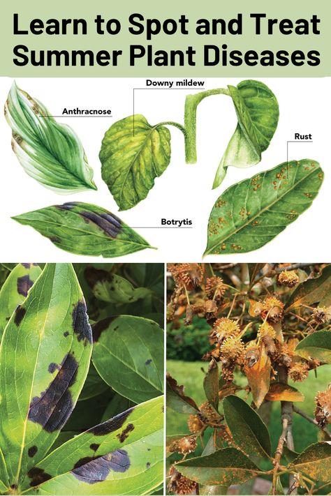 Learn to Spot and Treat Summer Plant Diseases Rose Diseases Leaves, Types Of Deficiencies In Plants, Hydrangea Diseases Leaves, Cucumber Diseases Leaves, Entamoeba Histolytica, Plant Diseases Identification Leaves, Flowering Quince, Garden Fertilizer, Plant Care Houseplant