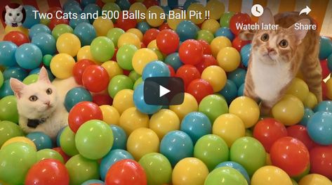 You will surely enjoy these funny playful cats. See the funny cats that sure like playing with colorful funny balls. Two Cats and 500 Balls in a Ball Pit will entertain you. Two cats were surprised with a huge ball pit filled with 500 funny multi-colored balls! Cats went wild and played like crazy in that pit. Cats have playful paws. Cat Ball Pit, Cat Ball, Ball Pit, Billiard Balls, Billiard Table, Funny Cats, Funny Animals, Cute Animals, Funny