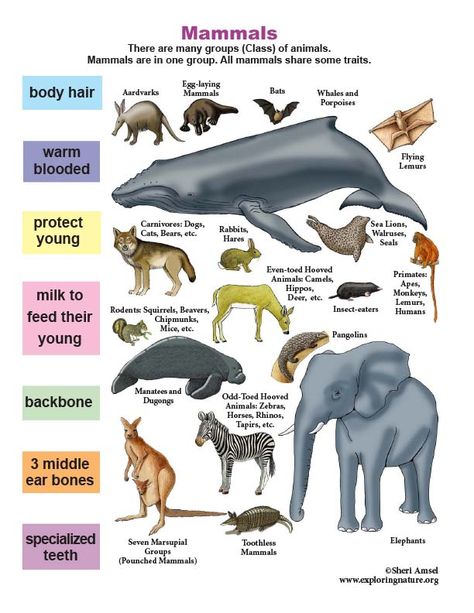 Learn about Mammals on Exploringnature.org Mammal Activities For Kids, Mammal Unit Study, Reptiles Activities, Amphibians Activities, Mammals Activities, Elementary School Projects, Homeschool Coop, Nature Lessons, Animal Classification