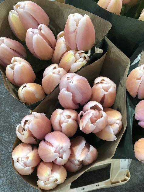 French tulip March 2020 French Tulip, French Tulips, March Flowers, Plant Aesthetic, Colorful Flowers, Indoor Plants, Tulips, Plants, Flowers