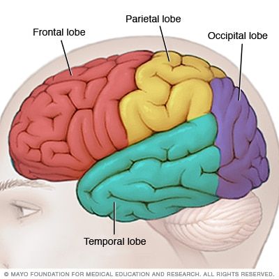 Temporal lobe seizure - Symptoms and causes - Mayo Clinic Brain Lobes, Sistem Saraf, Occipital Lobe, Cerebral Cortex, Frontal Lobe, Brain Anatomy, The Human Brain, Brain Surgery, Medical Anatomy