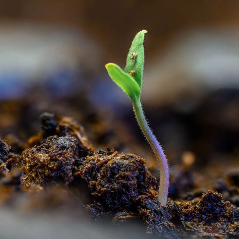 Tomato plant that has just sprouted out. #sprout #seeds #plant #garden #macro #green #organic #foodproduction #gardening #nature #seedlings #разсад #растение #макро #градина Sprout Seeds, Tomato Plant, Plant Garden, Tomato Plants, Sprouts, Seeds, Plants, Green, Quick Saves