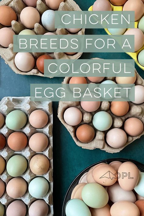 Rainbow Chicken Eggs, Chickens And Their Egg Colors, Chickens And Egg Colors, Chicken Eggs Colors, Egg Colors By Breed, Chicken Egg Colors And Breeds, Easter Egger Chicken Eggs, Chicken Knowledge, Egg Business