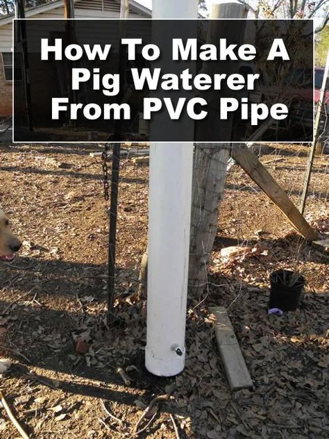 Diy Pig Harness, Automatic Pig Waterer, Diy Pig House, Diy Pig Waterer, Pig Feeders Diy Ideas, Diy Pig Feeder, Hog Waterer, Pig Raising, Pig Feeder