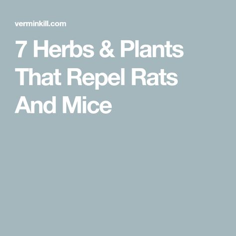 7 Herbs & Plants That Repel Rats And Mice Plants That Repel Mice And Rats, Rodent Repellent Plants, Black Pepper Plant, Rats And Mice, Getting Rid Of Rats, Rodent Repellent, Repellent Plants, Herbs Plants, Rosemary Plant