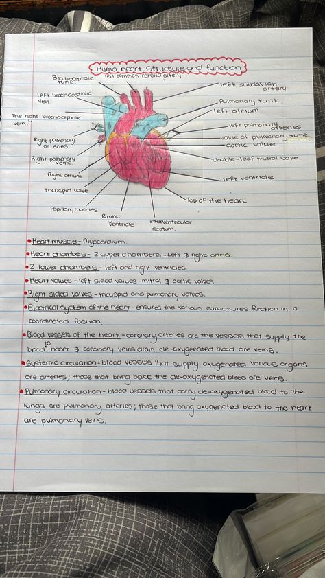 Function Of Heart Notes, Structure Of Heart Notes, Human Heart Notes, Life Science Notes, Function Of Heart, Human Heart Diagram, Heart Facts, Study Snaps, Study Snaps Ideas