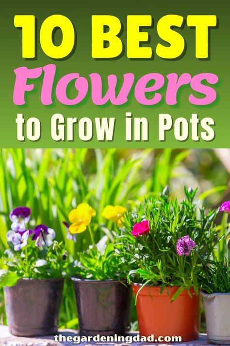 Is growing flowers one of the hobbies you enjoy most? The Gardening Dad will show you how to get the 10 best flowers to grow in pots. #Thegardeningdad #Flowers #Garden Flowers To Grow In Pots, Outside Flowers In Pots, Flowers For Small Pots, How To Grow Flowers In Pots, Easy Flowers To Grow Outdoors, Small Potted Flowers, Best Flowers For Pots, Easiest Flowers To Grow, Planting For Kids