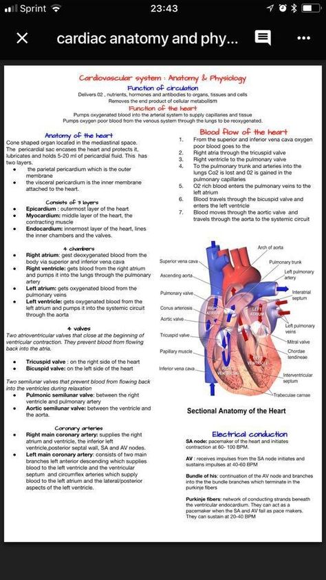 Cardiac Anatomy, Cardiac Cycle, Medical Assistant Student, Midwifery Student, Nursing School Essential, Medicine Notes, Basic Anatomy And Physiology, Nurse Study Notes, Cardiac Nursing