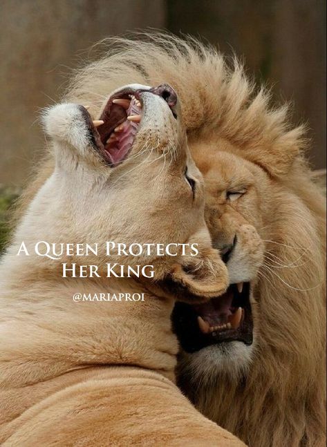 A Queen protects her King Lion Couple, Amstaff Puppy, Regnul Animal, Her King, Lion And Lioness, Lion Love, Cat Family, Cheetahs, The Zoo