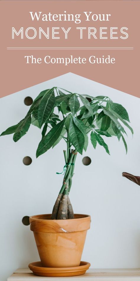 Watering Money Trees: A Complete Guide - The Healthy Houseplant Money Tree Plant Meaning, Money Plant Indoor, Money Tree Plant Care, Money Plant Care, Plant Meanings, Dirt Therapy, Water Plants Indoor, Ponytail Palm, Money Tree Plant