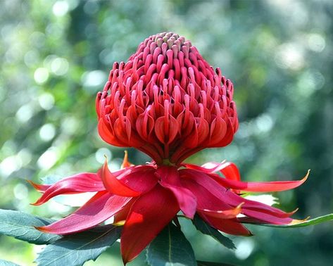 Bottlebrush Plant, Water Wise Plants, Australian Wildflowers, Potted Plants Outdoor, Australian Flowers, Australian Native Flowers, Organic Mulch, Australian Plants, Australian Garden