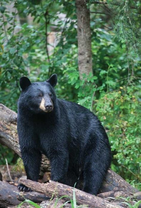 American Black Bear, North American Animals, Bear Paintings, American Animals, Bear Pictures, Love Bear, Bear Art, Bear Cubs, Grizzly Bear