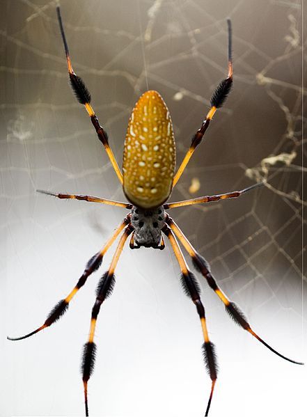 GC3X55V Golden Silk Orb Weaver Spider (Traditional Cache) in South Carolina, United States created by Skillet & Ali Banana Spider, Arachnids Spiders, Spider Pictures, Spiders And Snakes, Orb Weaver, Get Rid Of Spiders, Real Spiders, Spidersona Ideas, Spider Silk