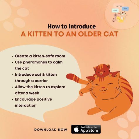 How to Introduce a Kitten to an Older Cat 🐱🐱🤝 #catintroduce #oldercat #kitten #cats #cat #catsofinstagram #kittens #catstagram Introducing A Kitten To A Cat, How To Introduce A New Kitten To A Cat, Preparing For Kittens, How To Take Care Of Kittens, How To Tame A Wild Kitten, Older Cats, Cats Of Instagram, Cats And Kittens, Kittens