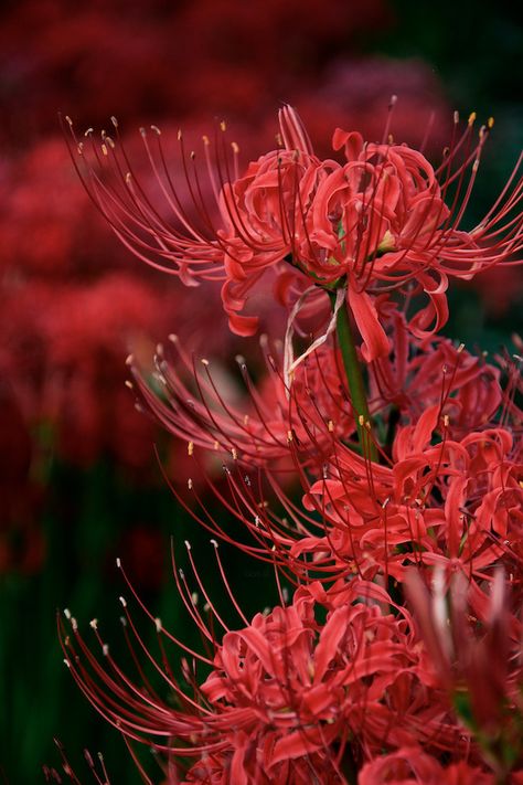 Drawed Flowers, Purple Spider Lily Wallpaper, Red Spider Lily Aesthetic Wallpaper, Red Spider Lilies Aesthetic, Red Spider Lily Cover Photo, Red Spider Lily Background, Spider Lilies, Red Spider Lily, Lily Wallpaper