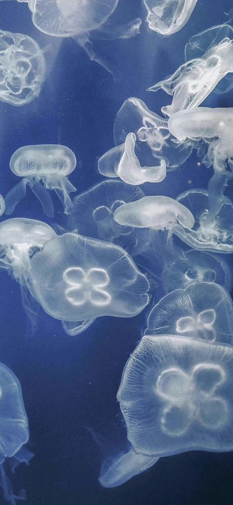 Jellyfish Iphone Wallpaper, Blue Home Screen Wallpaper, Oceanic Wallpaper, Blue Jellyfish Wallpaper, Blue Fish Wallpaper, Jelly Fish Wallpaper, Jellyfish Background, Marine Wallpaper, Jellyfish Poster