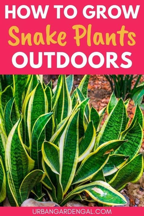 Snake Plant Care Outdoors, Outdoor Snake Plant Ideas, Snake Plant Garden Outdoor, Outdoor Snake Plant, Snake Plant Landscaping Ideas, Snake Plant Outdoors, Snake Plant Outdoor Landscape, Snake Plant Landscaping, Snake Plants Outdoors