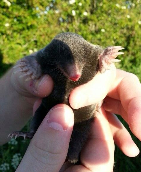 Mole we found trying to cross the road one night 2015 Cute Mole Animal, Golden Mole, Mole Animal, Baby Mole, Mouse Deer, Cute Small Animals, Unusual Animals, Rare Animals, Little Critter