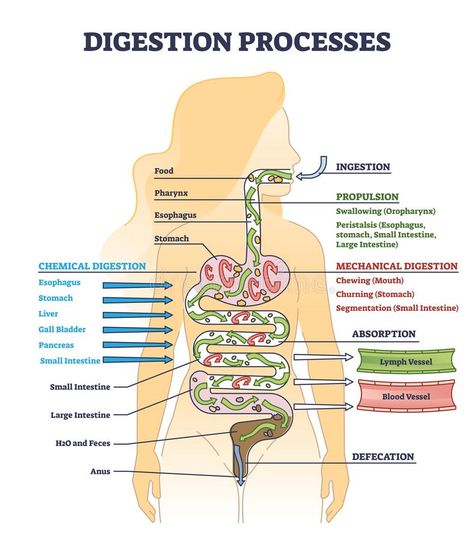 Stomach Diagram, Organ Anatomy, Interesting Health Facts, Diagram Illustration, Basic Anatomy, Lymph Vessels, Digestive Organs, Human Body Organs, Human Body Facts