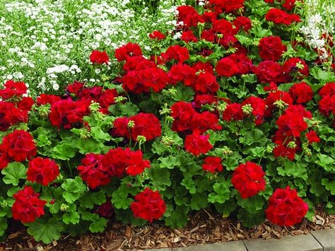 George's Plant Pick of the Week: geranium Calliope Dark Red                                                                                                                                                                                 More Geraniums Garden, Ivy Geraniums, Geraniums Red, Geranium Plant, Potted Plants Outdoor, Red Geraniums, Rose Geranium, Hardy Plants, Perennial Garden