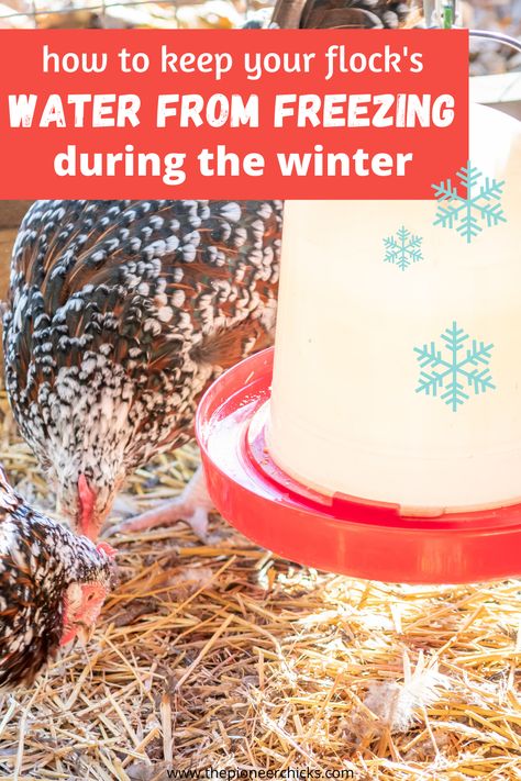 Diy Chicken Waterer For Winter, How To Keep Chicken Water From Freezing, Chicken Water From Freezing, Water For Chickens In Winter, How To Keep Chickens Water From Freezing, Backyard Chicken Coop Diy, Heated Chicken Waterer, Chicken Watering System, Owl Goddess