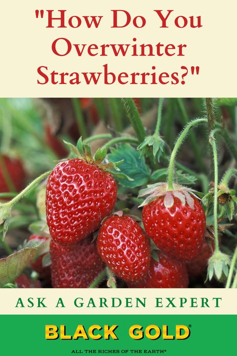 “What do you do with strawberry plants in the winter?” Question from Jacklyn or Portland, Oregon Answer: In mild areas like yours, strawberries (Fragaria spp., USDA Zones 4-9) are very hardy, so no special overwintering measures need to be taken. #strawberries #strawberry #winter #overwinter #protect #protection #care Overwinter Strawberry Plants, Wintering Strawberry Plants, How To Overwinter Strawberry Plants, When To Plant Strawberries, Everbearing Strawberries, Strawberry Bush, Diy Fertilizer, How To Store Strawberries, Strawberries In Containers