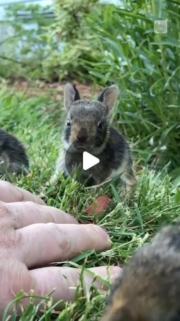 Baby Animals Adorable, Funny Baby Animals, Dog Haircut, Funny Bunny Videos, Baby Rabbits, Special Animals, Adorable Baby Animals, Cutest Bunny Ever, Baby Animal Videos