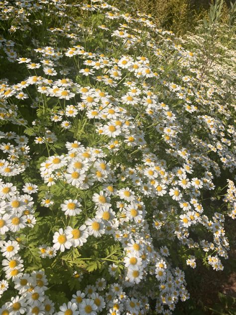 Peaceful Aesthetic, Countryside Life, Wild Daisies, Nothing But Flowers, Wallpaper Nature Flowers, Life Aesthetic, Flower Therapy, Law Student, Beautiful Bouquet Of Flowers