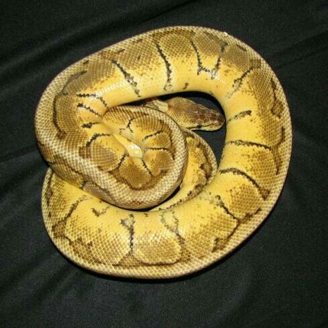 Ball Pythons, Ball Python, Snakes, Python, Lemon, Quick Saves, Beauty