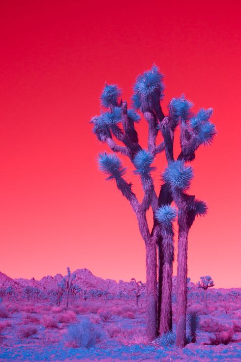 Desert Aesthetic, Infrared Photography, California Landscape, Photography Beach, Palm Desert, In The Desert, Joshua Tree, Landscape Photos, The Desert