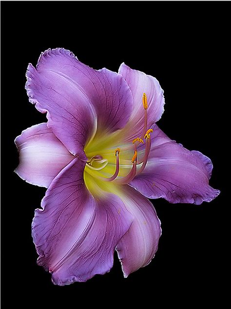 Flowers Black Background, Purple Lily, Day Lilies, Daylilies, Beautiful Flowers Pictures, Arte Floral, Purple Flower, Lily Flower, Flower Beauty