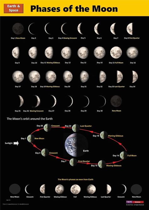 Moon Orbit, Astronomy Facts, Rock Cycle, Earth And Space Science, Phases Of The Moon, Plant Science, Earth From Space, Middle School Science, Science Classroom