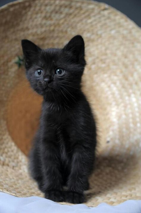 black cats are good luck...Наомчик-деточка Söt Katt, Black Kitten, Kittens And Puppies, Cute Cat Gif, Cute Cats And Kittens, Pretty Cats, Black Cats, Beautiful Cats, Baby Cats