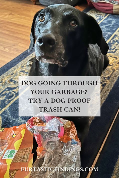 A dog proof trash can is a garbage bin that makes it difficult for your dog to get into it. Diy Dog Proof Trash Can, Dog Proof Trash Can, Trash Can Cabinet, Tallest Dog, Eating Table, Huge Dogs, Kitchen Trash Cans, Indoor Dog, Garbage Bin