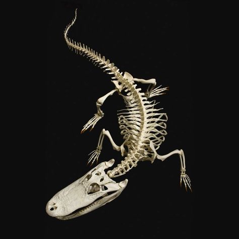 Alligator mississipiensis Skeleton Reference, Crocodile Pictures, Alligator Tattoo, Swamp Creature, Anatomy Bones, Skeleton Anatomy, Animal Ideas, Animal Skeletons, American Alligator