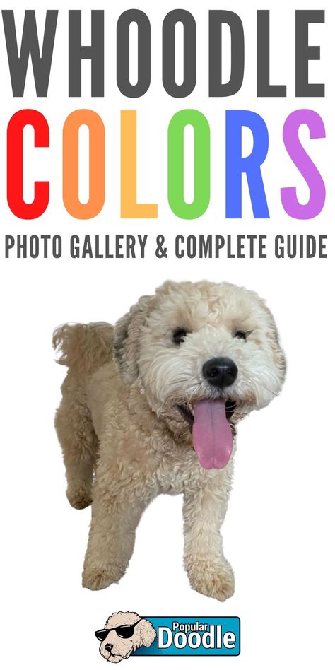 Learn about the wide variety of potential Whoodle colors and patterns! There are more coat options than you may think including brown, black, parti, phantom, white, red, gray, and many more! Whoodles Dog, Whoodle Dog, Whoodle Puppy, Poodle Mix Puppies, Poodle Mix Breeds, Poodle Mix Dogs, Poodle Mix, Dog Walker, It Goes On