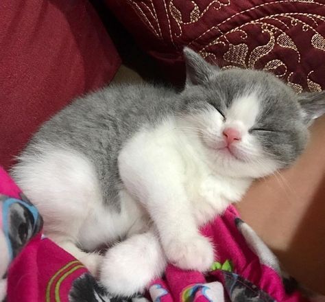 Grey And White Kitten, Sleeping Animals, Söt Katt, Kitten Care, Cat Animal, Kittens And Puppies, Scottish Fold, Cute Cat Gif, Cute Kittens